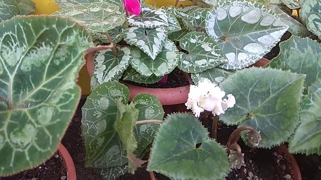 сеянцы цикламена из своих семян. смотреть онлайн