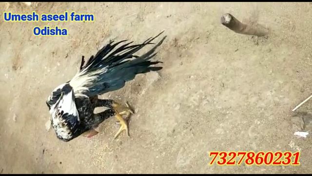 Parrot beak long tail 8 month Java colour rooster || Odisha farm || pure aseel farm India Odisha смотреть онлайн