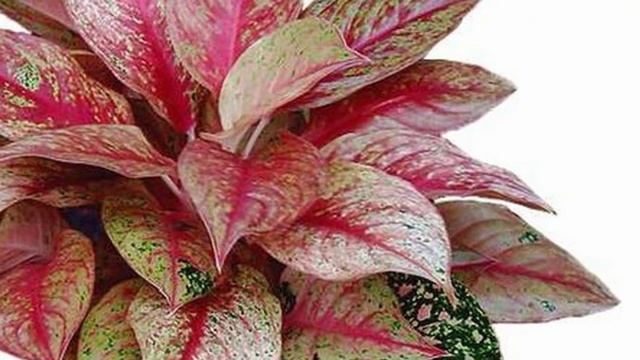 Аглаонема – секреты и нюансы выращивания в домашних условиях.