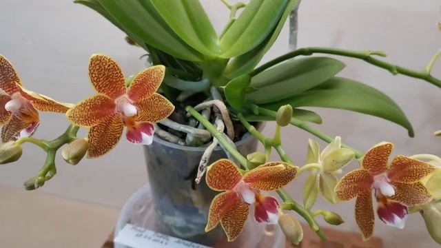 Фаленопсис Table Masterpiece