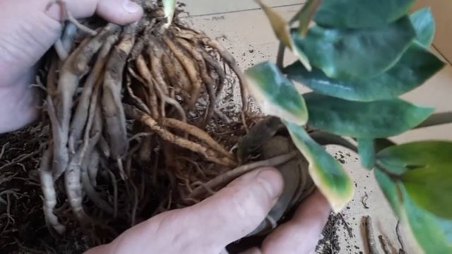 Долларовое дерево ? Замиокулькас ? Пересадка и уход за долларовым деревом смотреть онлайн