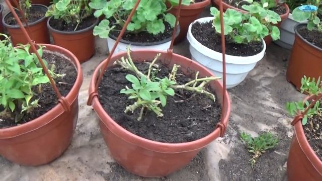 КАК СОХРАНИТЬ СУРФИНИИ И КАЛИБРАХОА ЗИМОЙ-НАШ ОПЫТ. смотреть онлайн