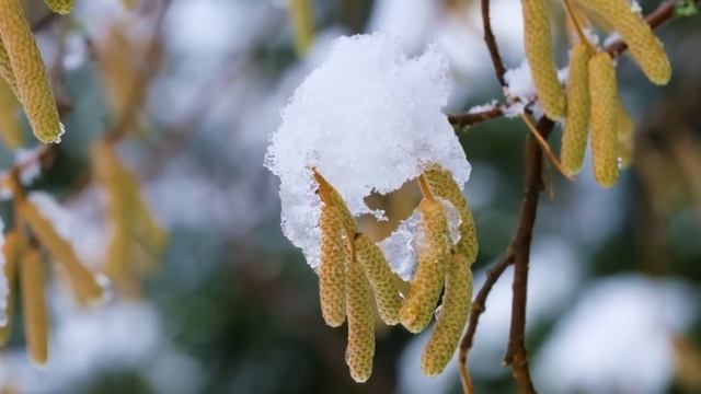 20 февраля народный праздник День Луки, Могущница Народные запреты, приметы, традиции и обряды. смотреть онлайн