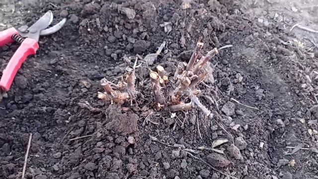 Срочная весенняя обработка роз, от этого они оживут и нарастят бутоны, первый важный уход смотреть онлайн