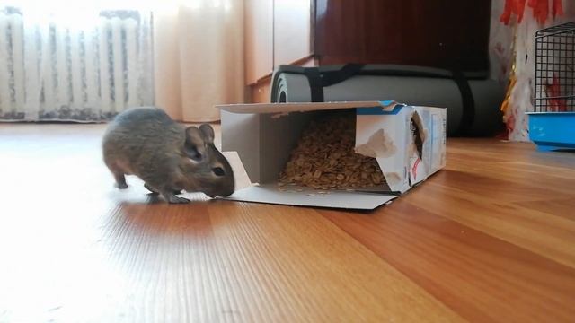 Один день из жизни белок дегу смотреть онлайн