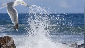 Людмила Белобрагина Чайка смело пролетела...