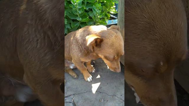 Моя хозяйка/я пою. смотреть онлайн