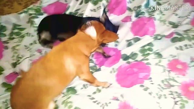 День с любимцами) смотреть онлайн