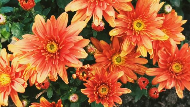 Хризантема Мультифлора. Хризантемы. смотреть онлайн