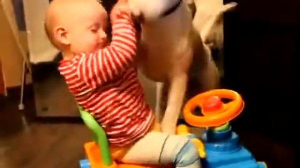 Бультерьер и ребенок