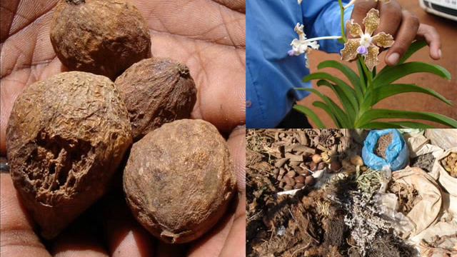 Medicinal Orchid based Formulations for Sunburn: Pankaj Oudhia's Medicinal Plant Database смотреть онлайн