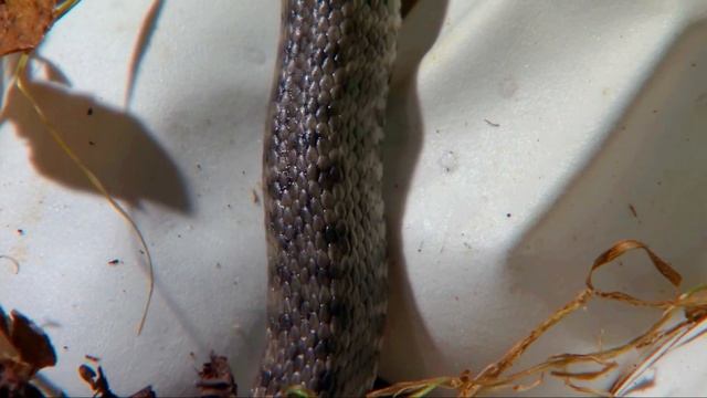 Snakes 4k Video ultra hd смотреть онлайн