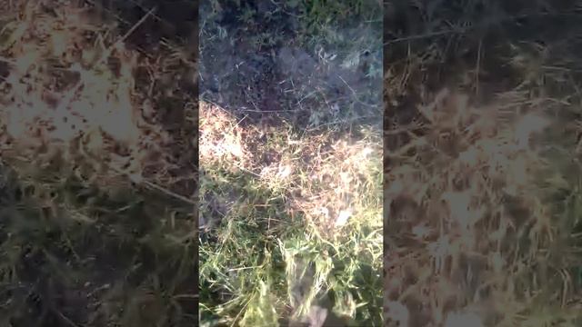 Травять бджiл без предупреждения смотреть онлайн