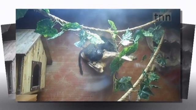 red-handed tamarin - краснорукий тамарин смотреть онлайн