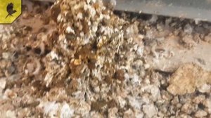 Где найти мучного червя? ЛАЙФХАК