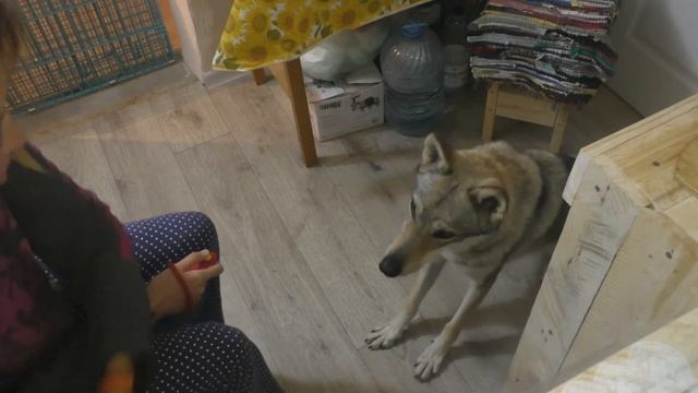Как научить собаку лаять, скулить по команде. Дрессировка влчака, занятие 10 смотреть онлайн