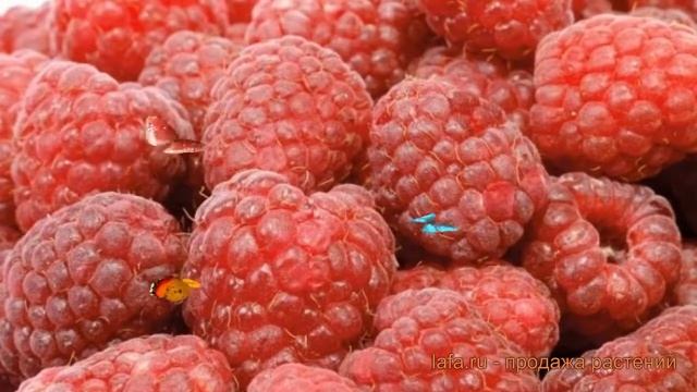 Малина традиционная Туламин ? обзор: как сажать, саженцы малины Туламин смотреть онлайн