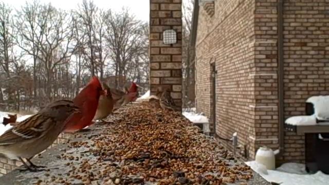 Winter Birds - Entertainment for Cats смотреть онлайн
