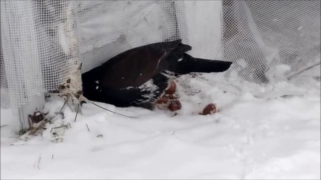 Глухарь по имени Гоша смотреть онлайн