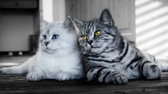 О прелести часть 2 Свт Игнатий Брянчанинов смотреть онлайн