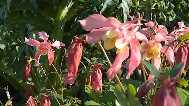 Late April Garden & Plant Diary смотреть онлайн