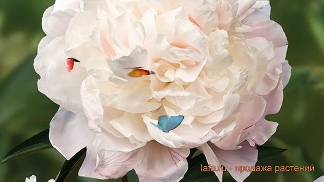 Пион травянистый Мари Лемуан (paeonia mari-lemuan) ? обзор: как сажать, луковицы пиона Мари Лемуан смотреть онлайн