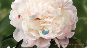 Пион травянистый Мари Лемуан (paeonia mari-lemuan) ? обзор: как сажать, луковицы пиона Мари Лемуан