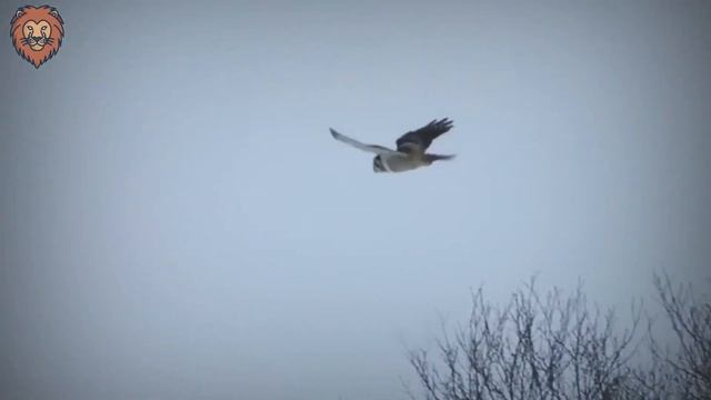 Brutal Moments When Birds Swallowed Their Prey In One Gulp смотреть онлайн