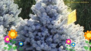 Ель колючая Супер Блю Сидлинг. Краткий обзор, описание picea pungens Super Blue Seedling (Baby Blue