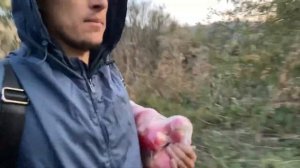 Как и где собирать Алматинский апорт. Яблоневый сад. Апорт Алматы.