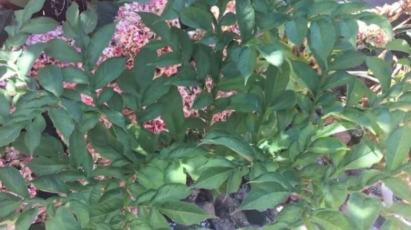 Amorphophallus konjac- fun facts and care