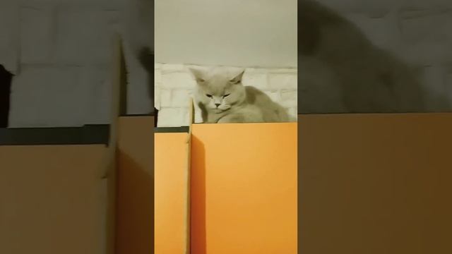 Мой кот грустит потому что не кто не подписывается смотреть онлайн