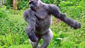 Гориллоподобные существа .mp4