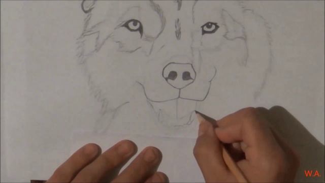 Волк. Рисунок карандашом. Wolf . Pencil drawing. смотреть онлайн