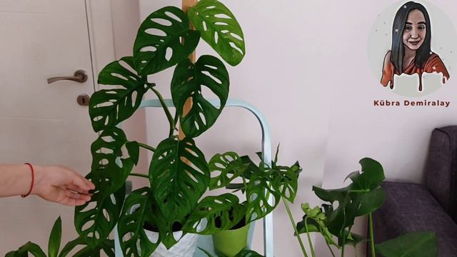 Monstera Adansonii ( Monkey Mask ) Bakımı