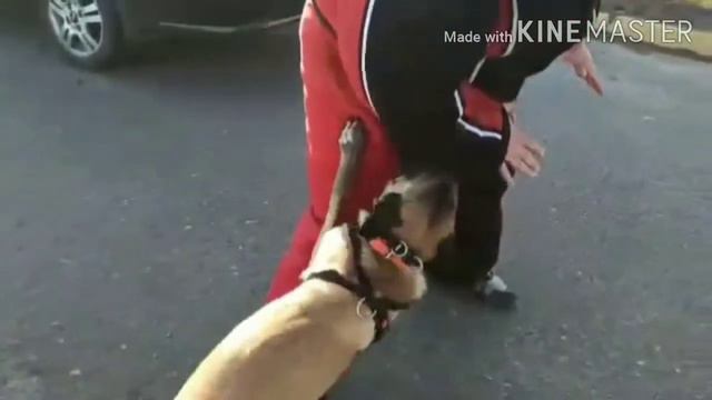 Защитный раздел, бельгийская овчарка малинуа Arth KernelDog (9мес.), клуб DogWin. смотреть онлайн