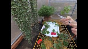 ЧЕРЕНКОВАНИЕ АМПЕЛЬНОЙ  ПЛЮЩЕЛИСТНОЙ ПЕЛАРГОНИИ ОСЕНЬЮ. РАЗМНОЖАЮ И СОХРАНЯЮ ЛЮБИМЫЕ СОРТА.