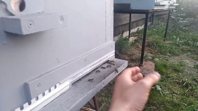 Миролюбие пчёл порода бакфаст смотреть онлайн