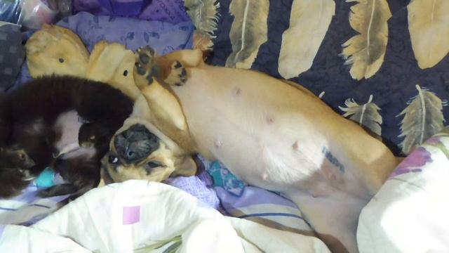 Кто мешает Лёвке спать ? / Смешные Щенки породы ЧИХУАХУА / Желаем всем СПОКОЙНОЙ ночи и добрых снов смотреть онлайн