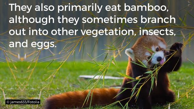BRITANNICA FILE: Is the red panda a bear, a raccoon, or a cat? | Encyclopaedia Britannica смотреть онлайн