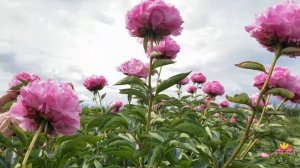 Поздние розовые сорта пионов / Сад Ворошиловой