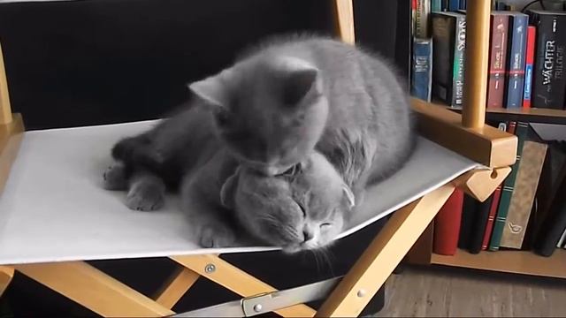 Два голубых шотландца. смотреть онлайн