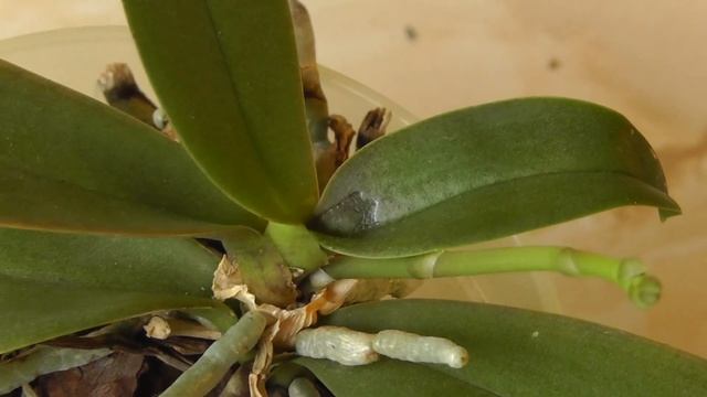 Коричневая бактериальная гниль на орхидее смотреть онлайн