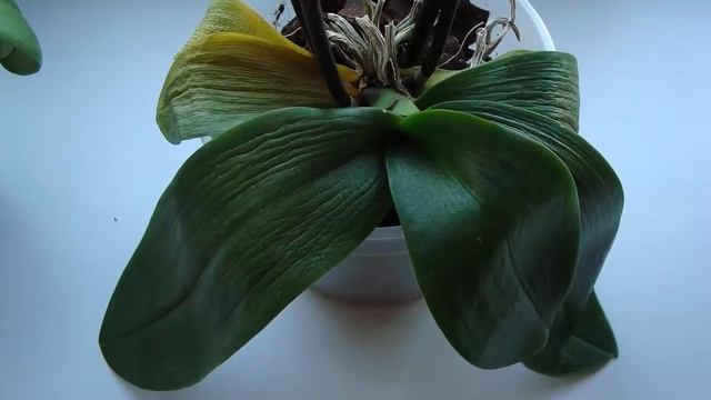 Почему вялые и мягкие листья у Орхидеи? Что делать, как спасти цветок?