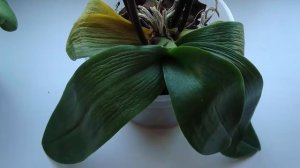 Почему вялые и мягкие листья у Орхидеи? Что делать, как спасти цветок?