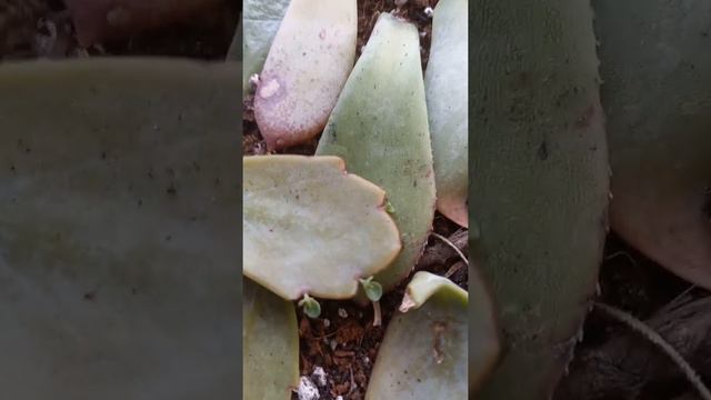 Succulents propagation Pvn echeveria #2 смотреть онлайн