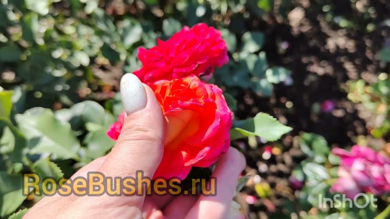 Прекрасные сорта роз для сада и розария RoseBushes.ru смотреть онлайн