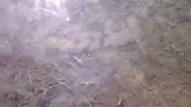 Маленький рак защищает свою территорию смотреть онлайн