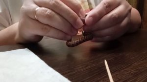 Принудительное кормление маисового полоза