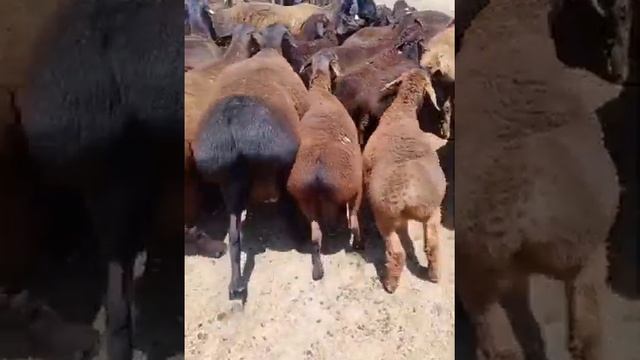 Гиссарские ягнята(кочкар)130голов по43000 или 1150тг=1кг живого веса+77785185152,Сарыагаш,с.Шымырба смотреть онлайн